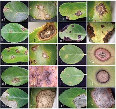Diversity of Colletotrichum species associated with anthracnose on Euonymus japonicus and their sensitivity to fungicides
